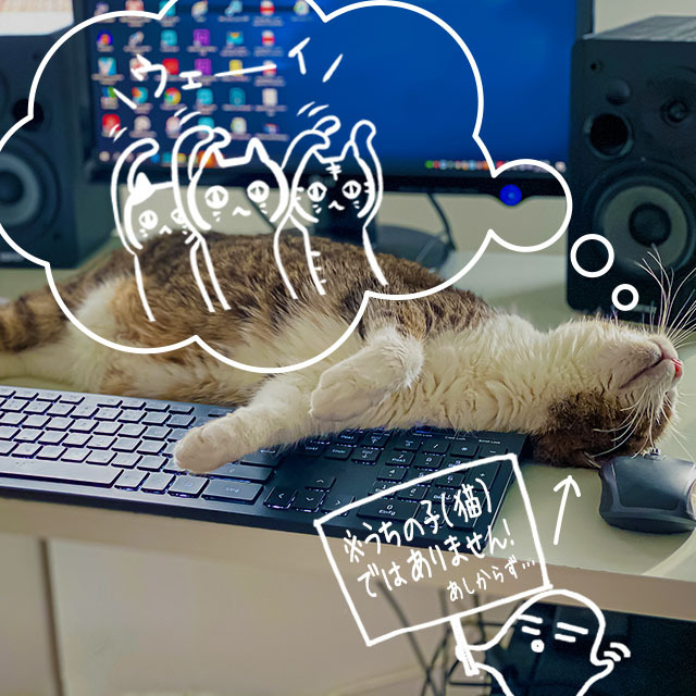 Funny and cute cat pause on a computer in home office